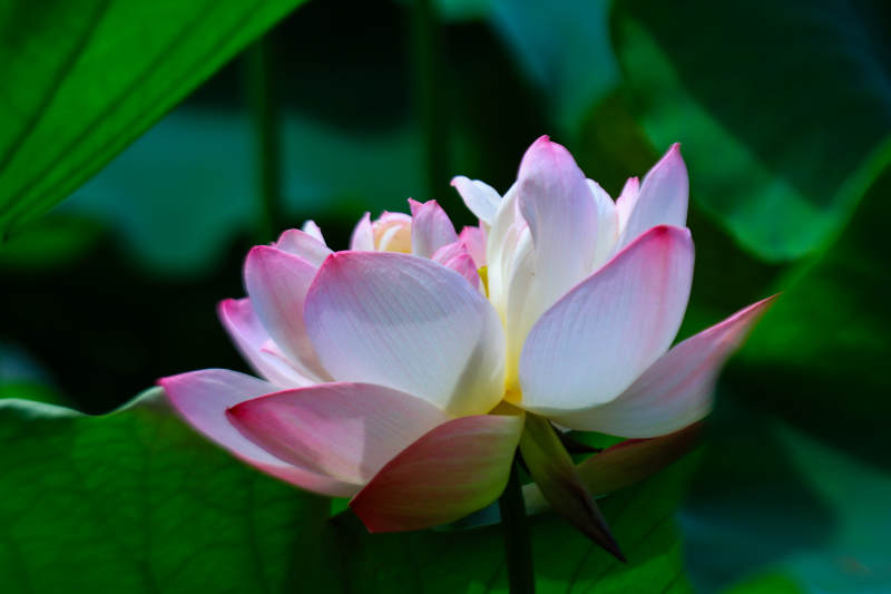 粉白蓮花靜謐綻放