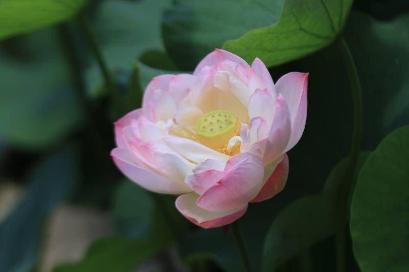 粉色蓮花綻放于綠葉間