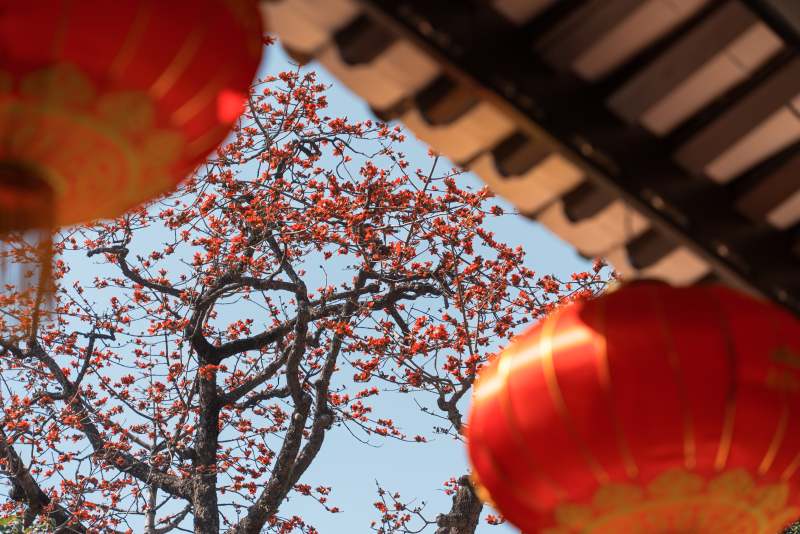 紅燈籠映襯木棉花盛開