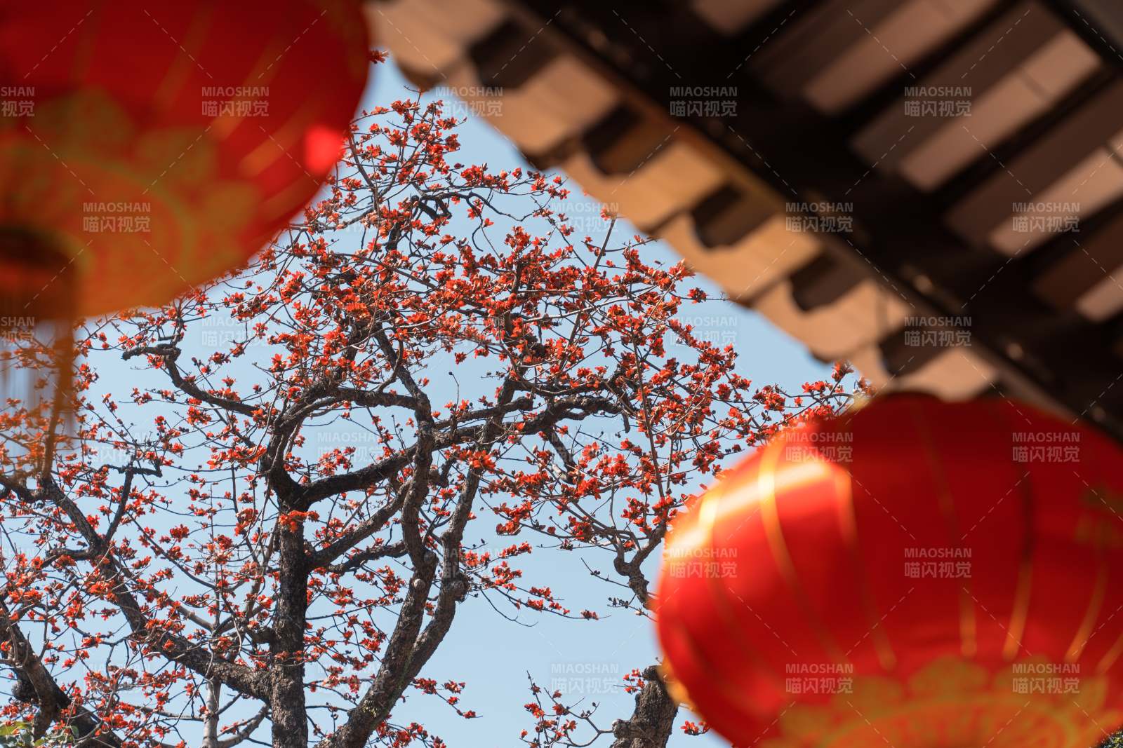 紅燈籠映襯木棉花盛開