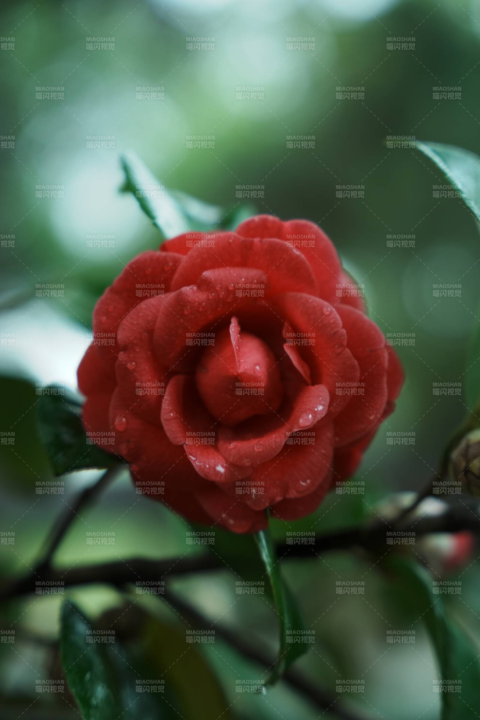 雨后紅花 嬌艷欲滴