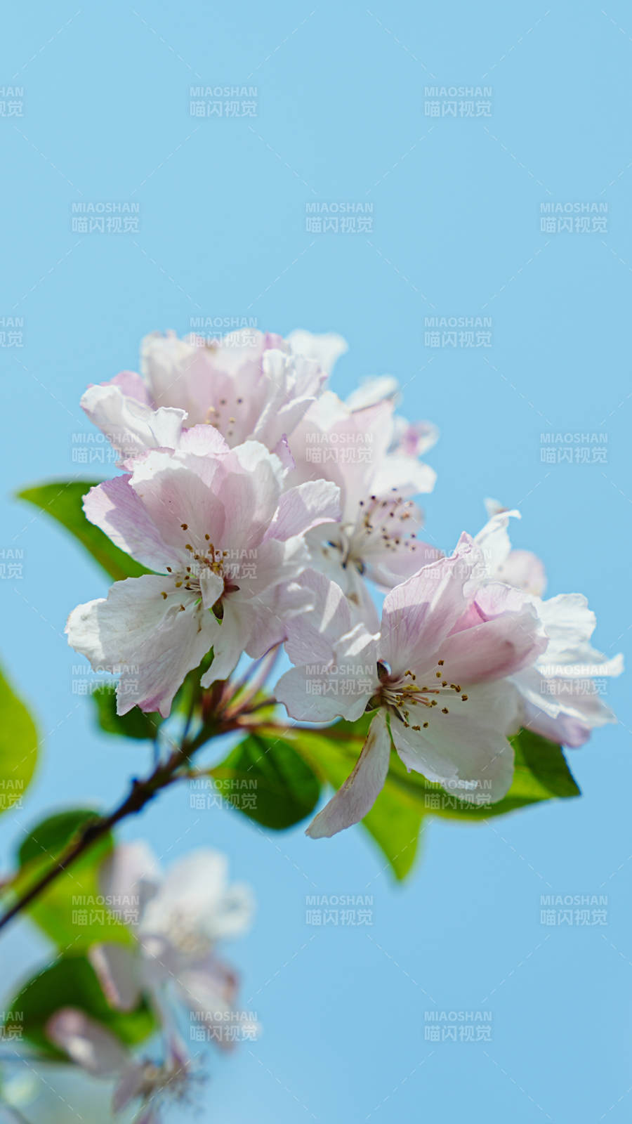 春日海棠花綻放藍天背景