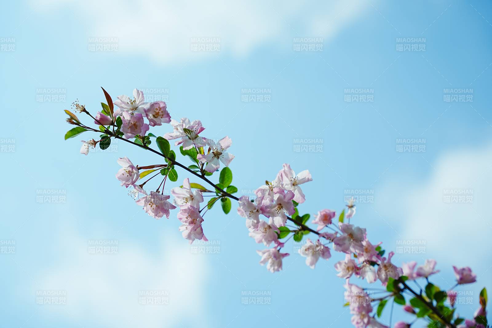 春日海棠花枝頭綻放
