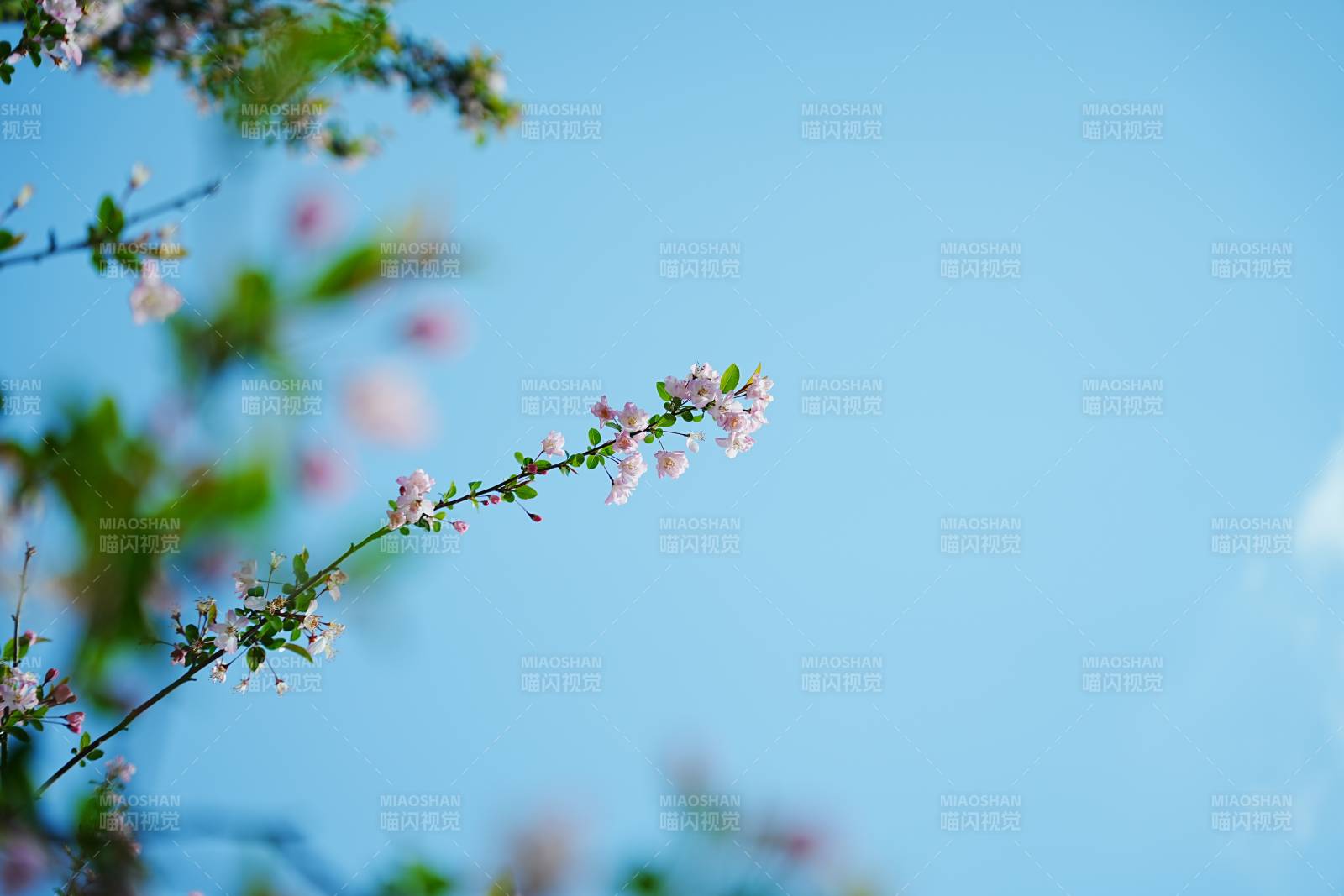 春日枝頭 花開爛漫
