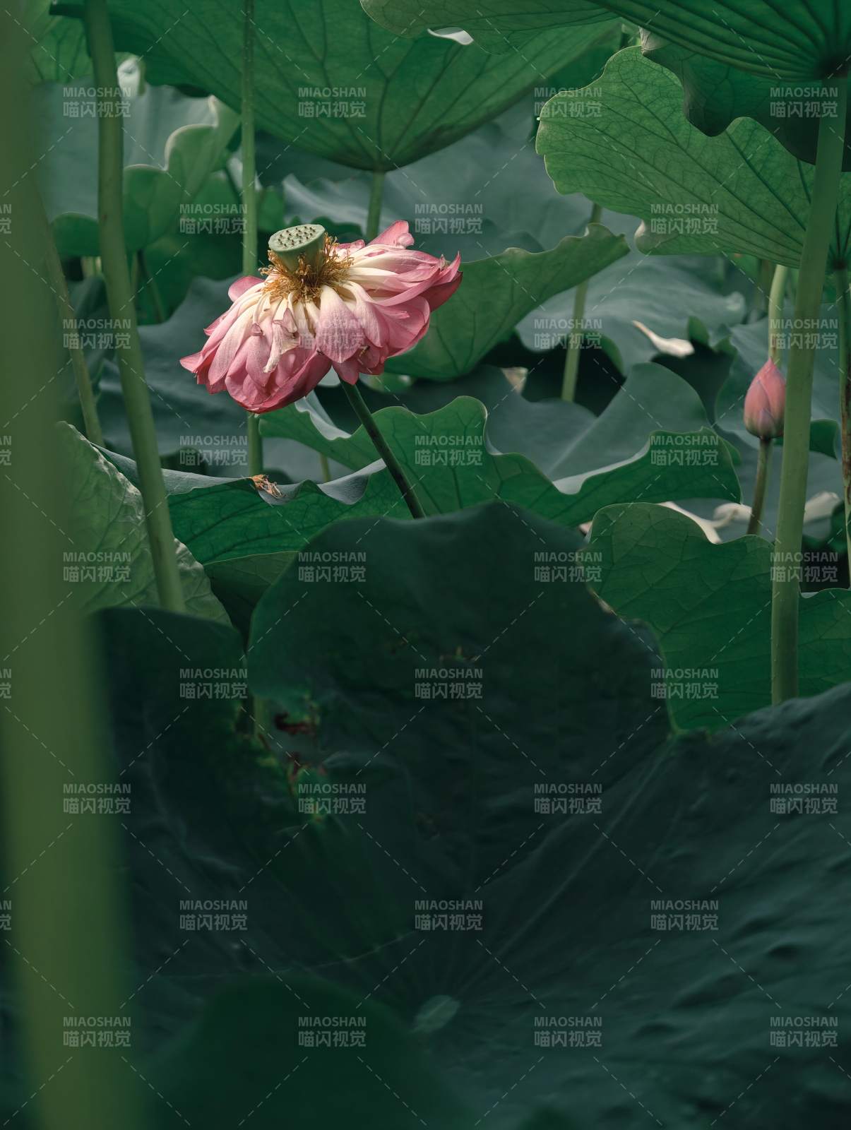 荷塘深處的粉色蓮花