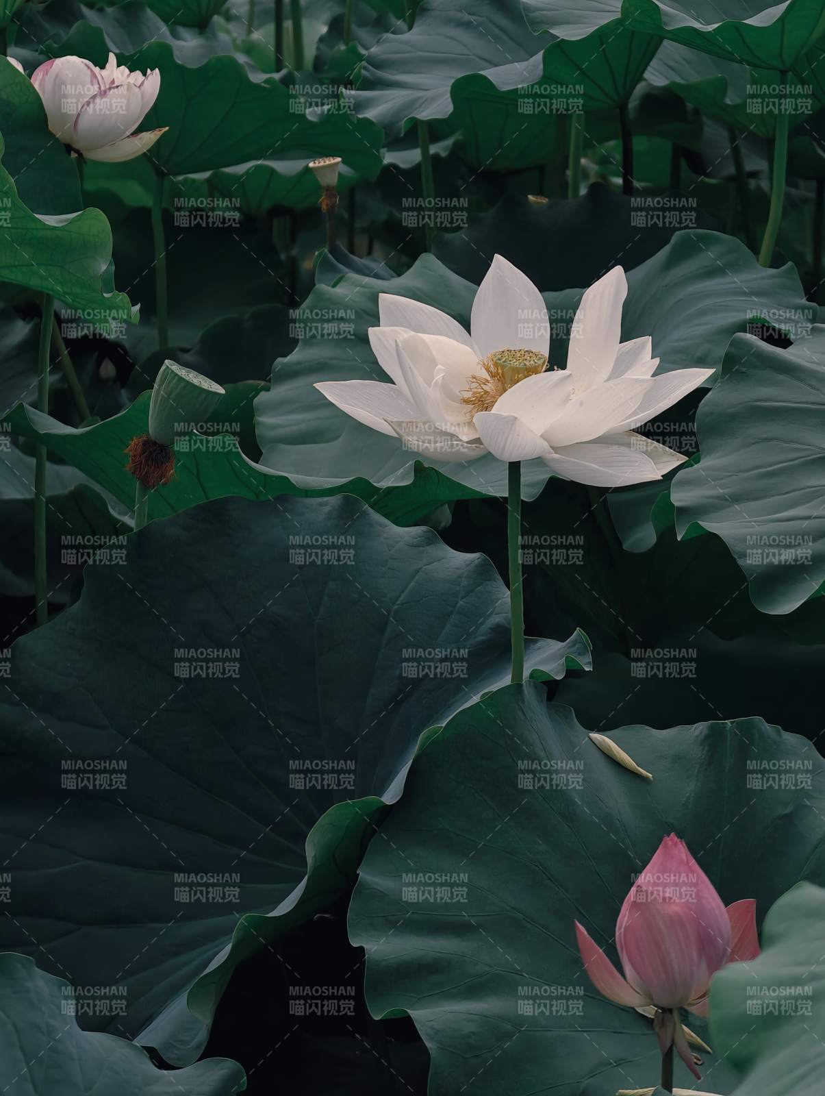 荷塘靜謐 蓮花綻放