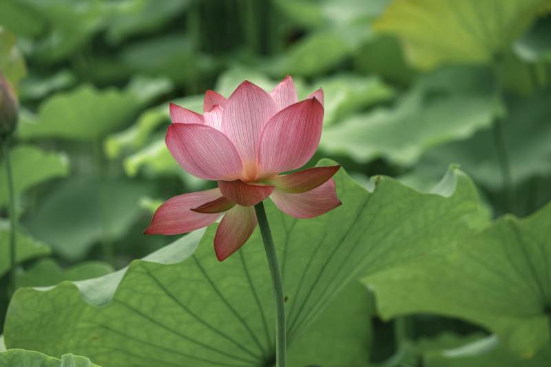 粉紅蓮花靜謐綻放