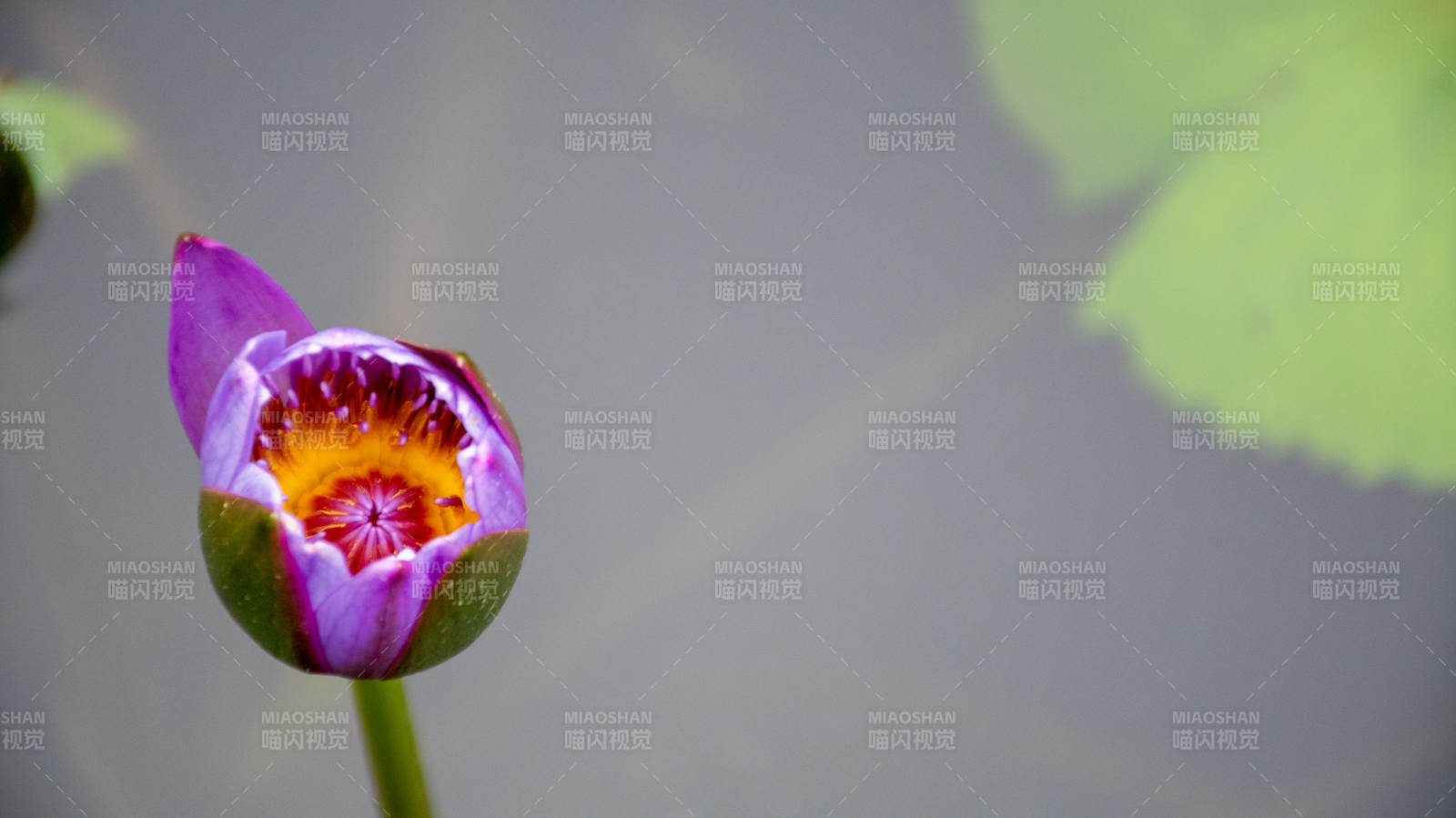 紫色蓮花初綻水中景
