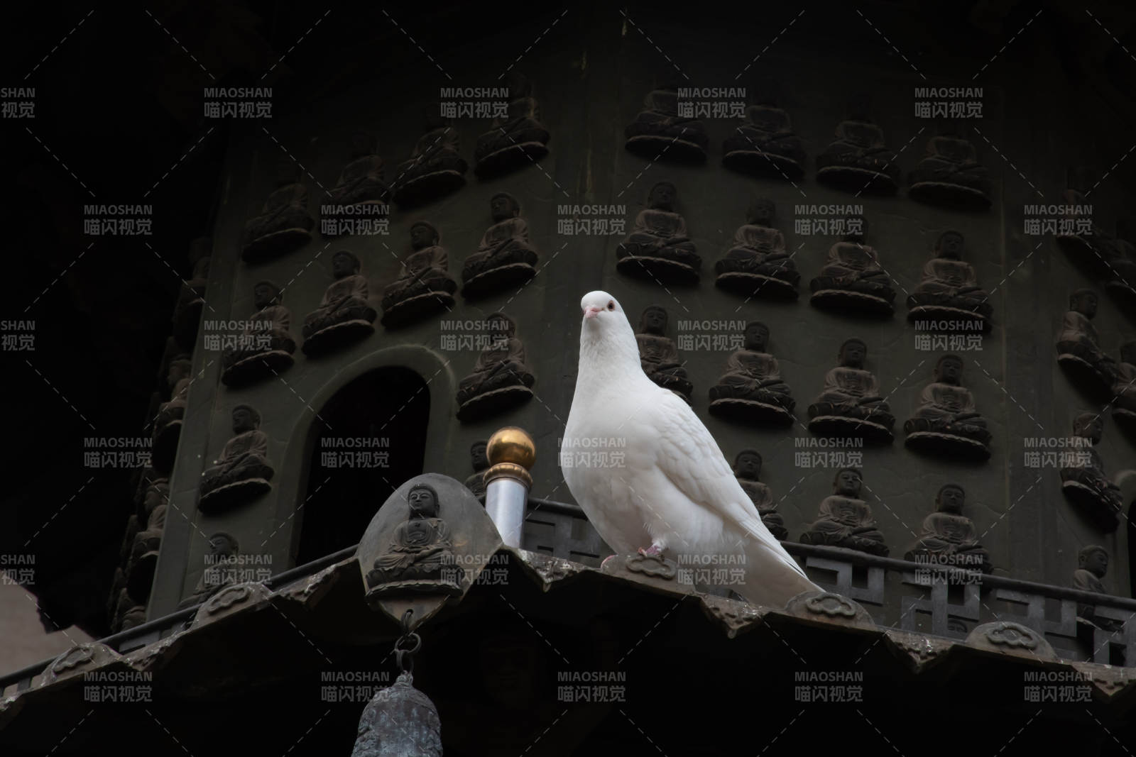 白鴿棲息古塔檐下