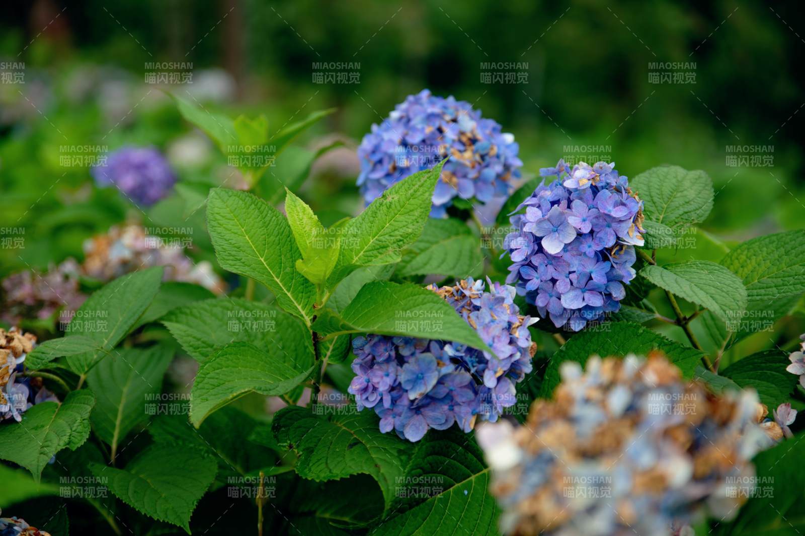 藍紫色繡球花盛開
