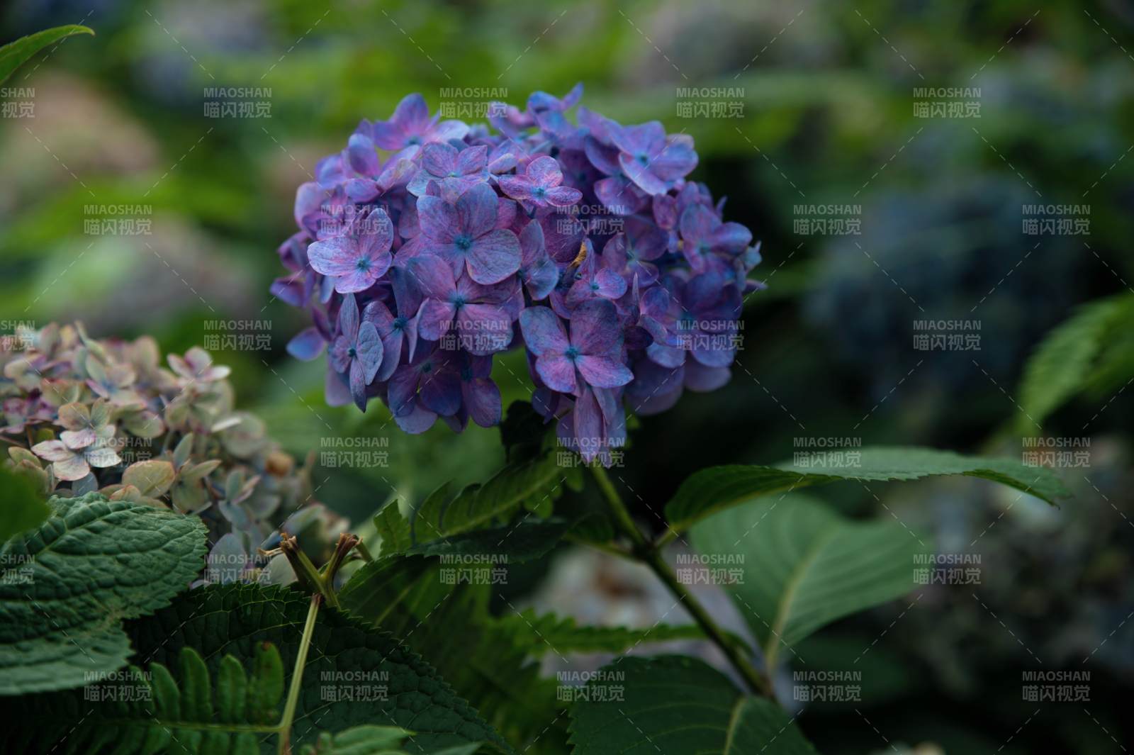 紫色繡球花的美麗瞬間