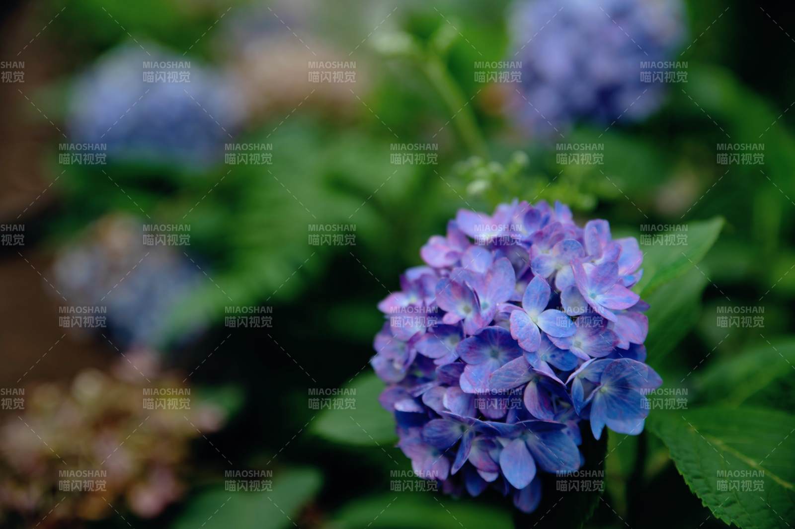 紫色繡球花的美麗瞬間