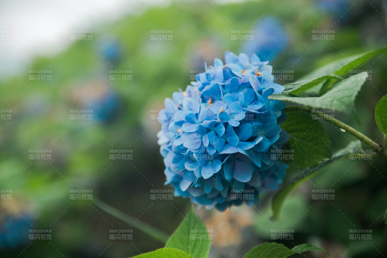 藍色繡球花的美麗瞬間