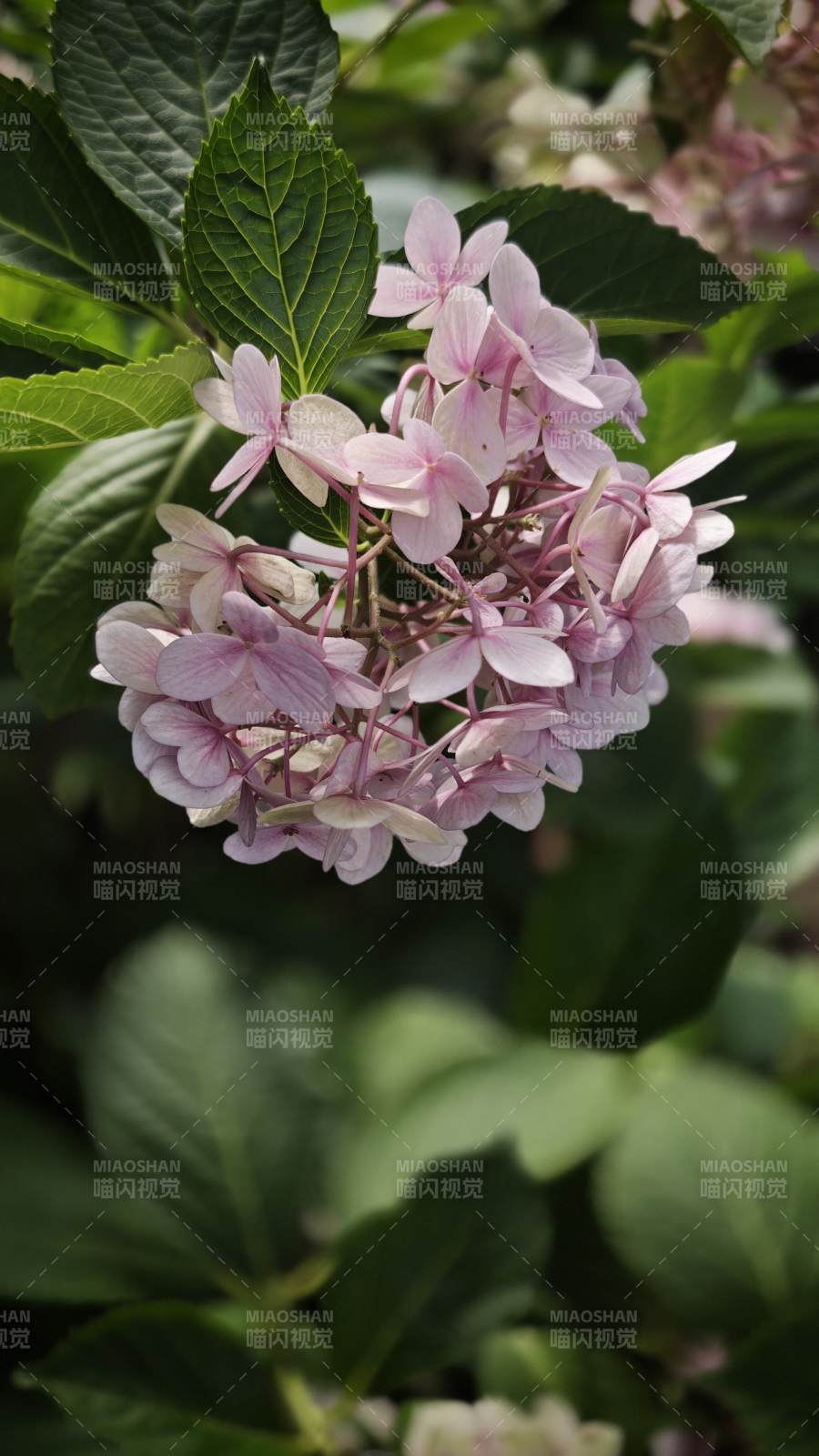 粉色繡球花綻放于綠葉間