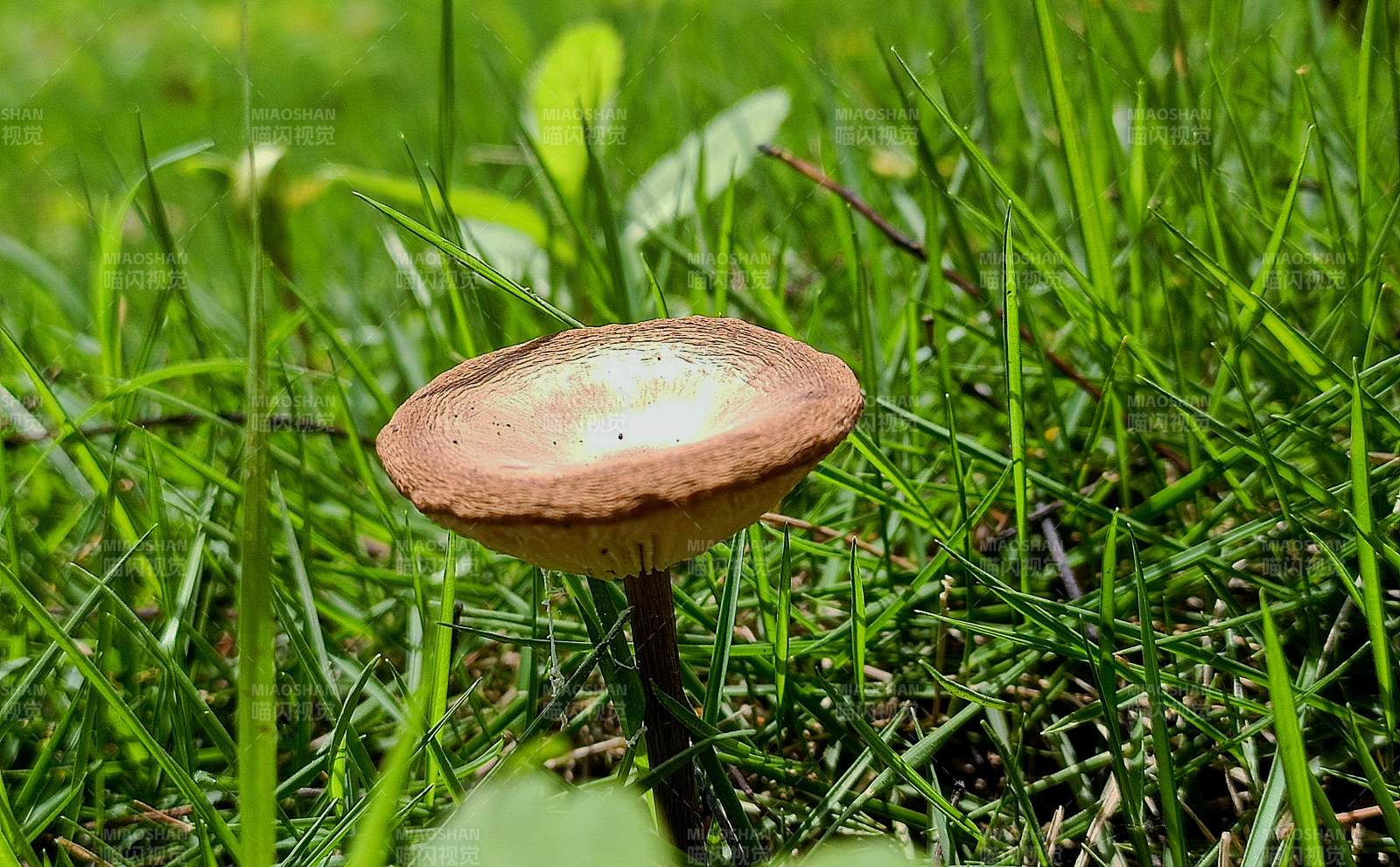 草地上的蘑菇