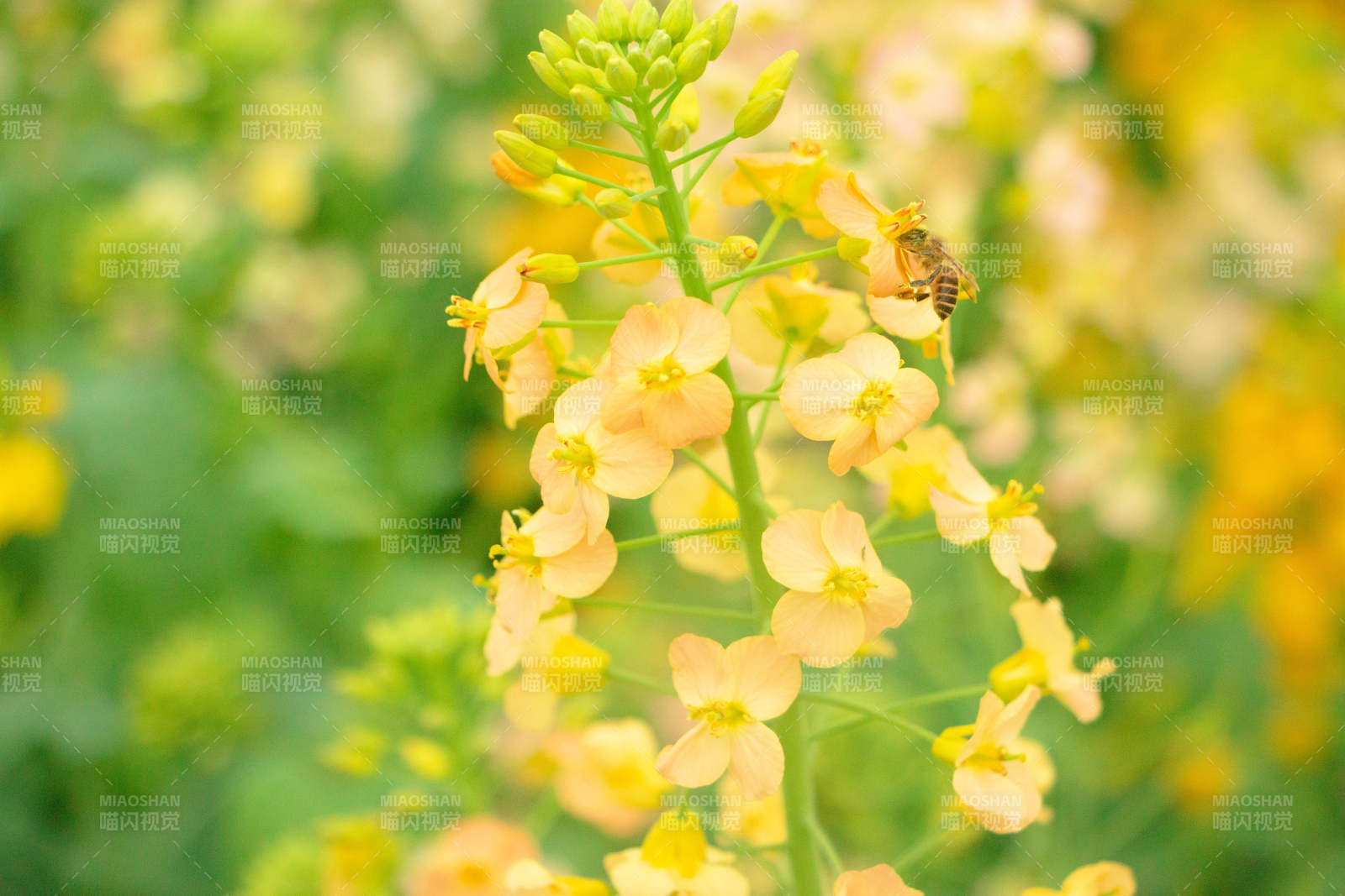 蜜蜂采蜜油菜花田