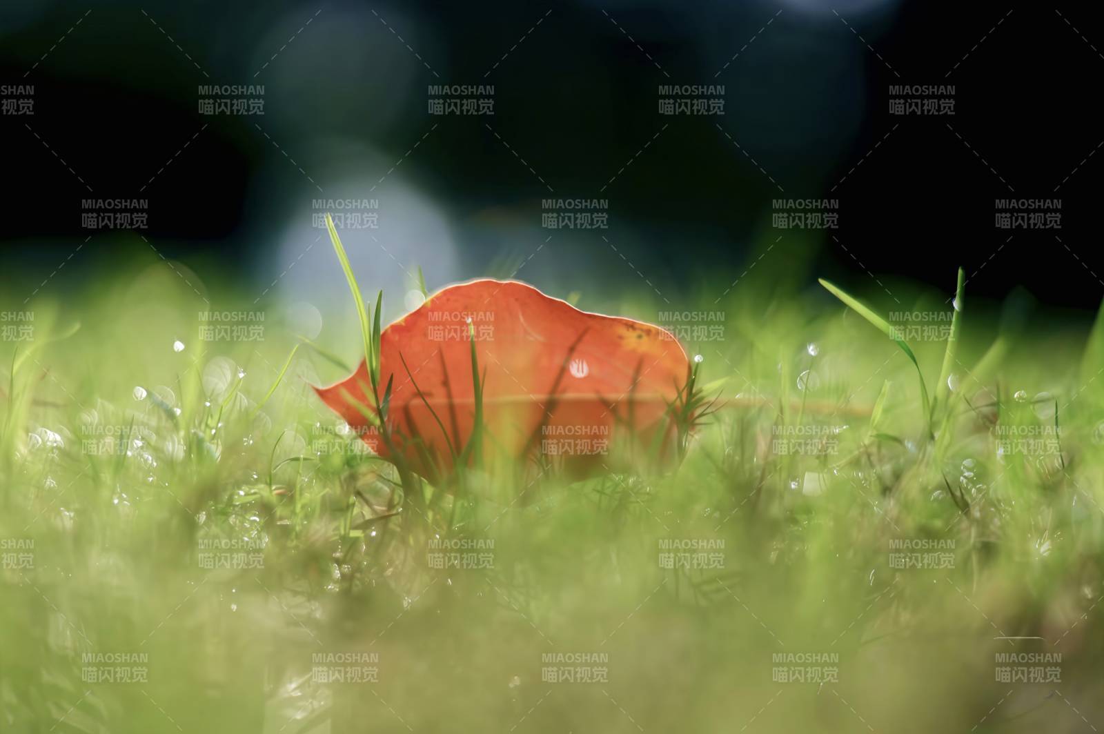 秋葉靜臥綠草間