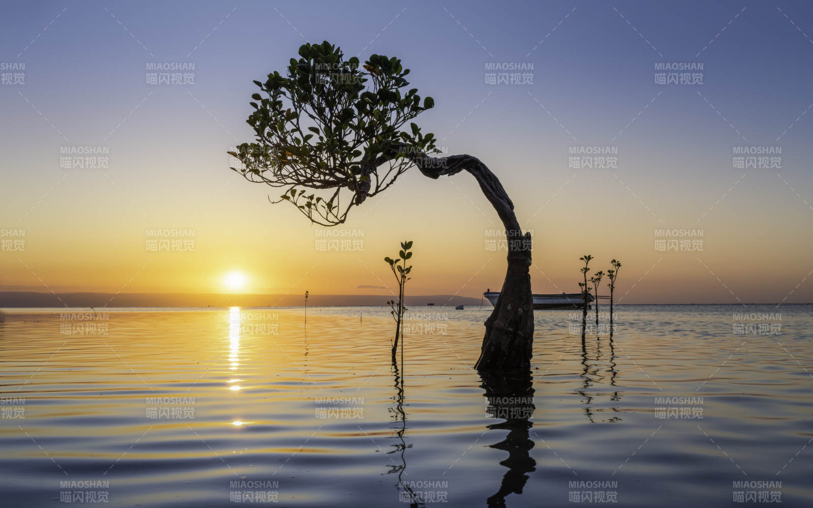 水中孤樹映夕陽