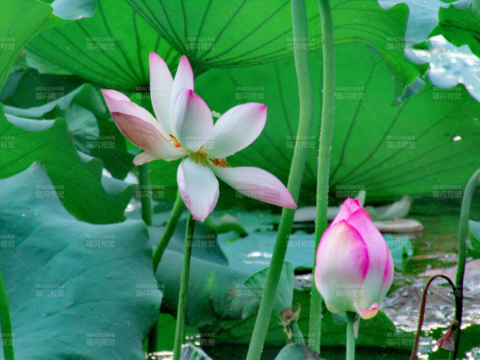 荷塘清影 蓮花綻放