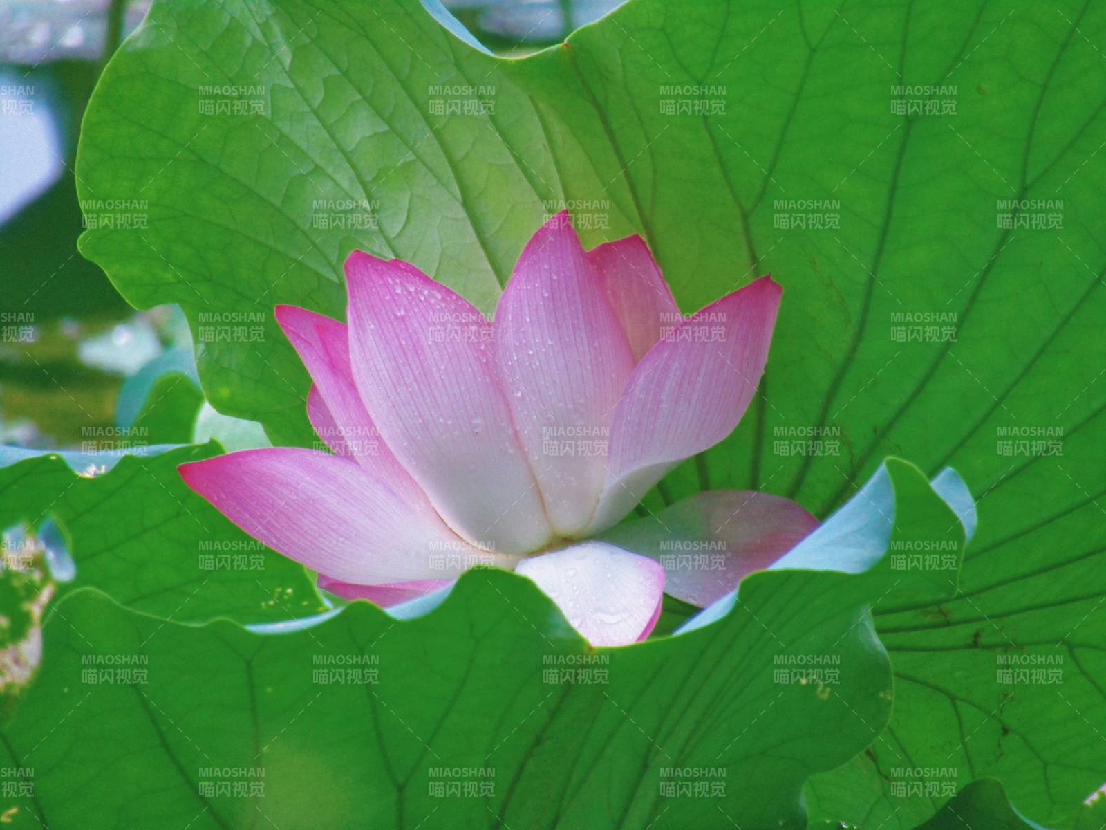 粉嫩蓮花映綠葉