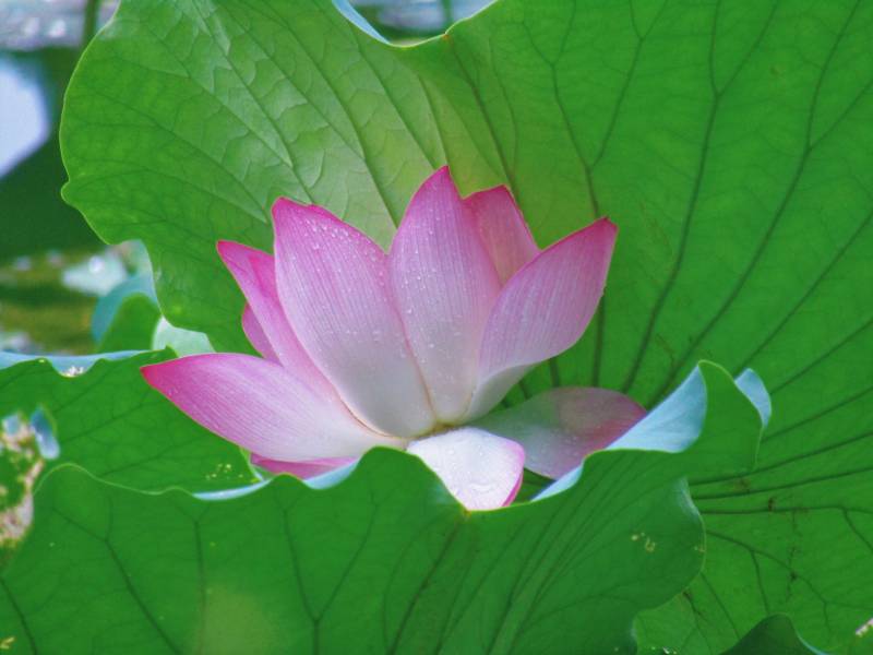 粉嫩蓮花映綠葉