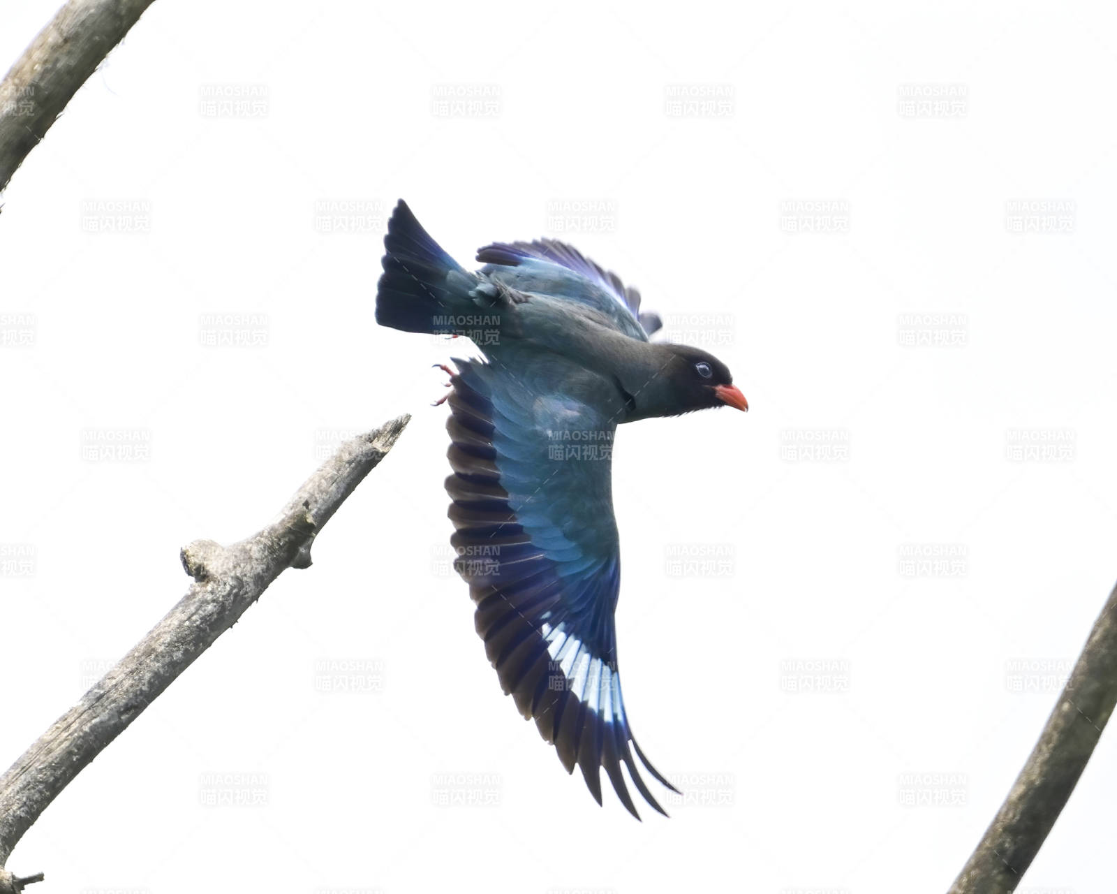飛翔的三寶鳥(niǎo)