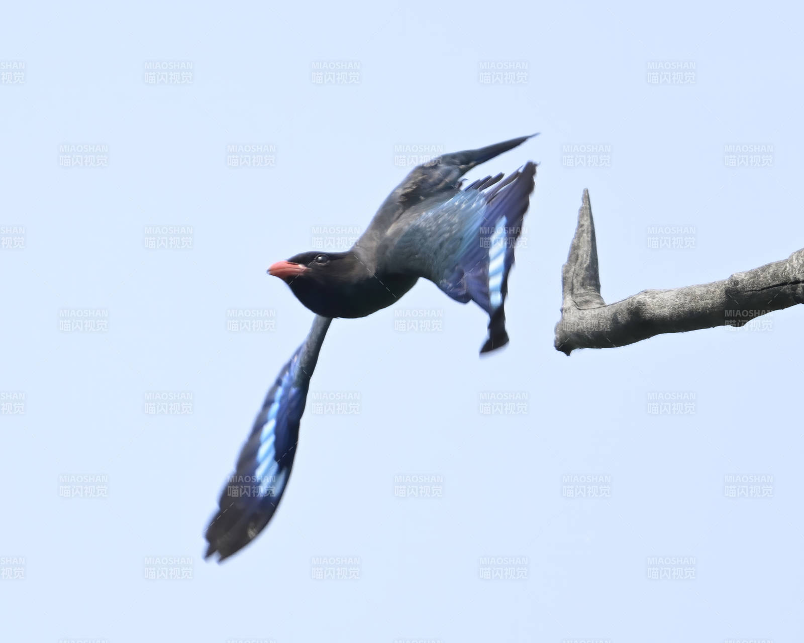 飛翔的藍(lán)鳥與枯枝