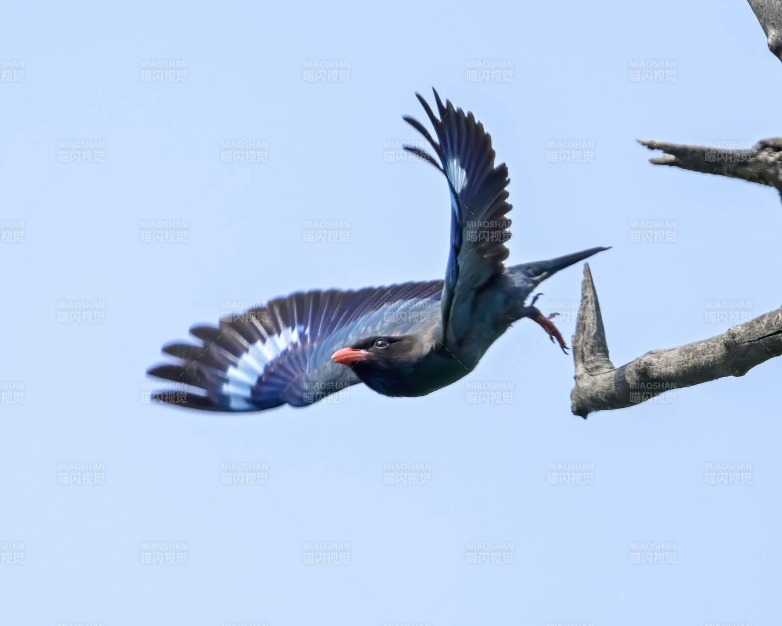 飛翔的藍(lán)鳥捕食瞬間