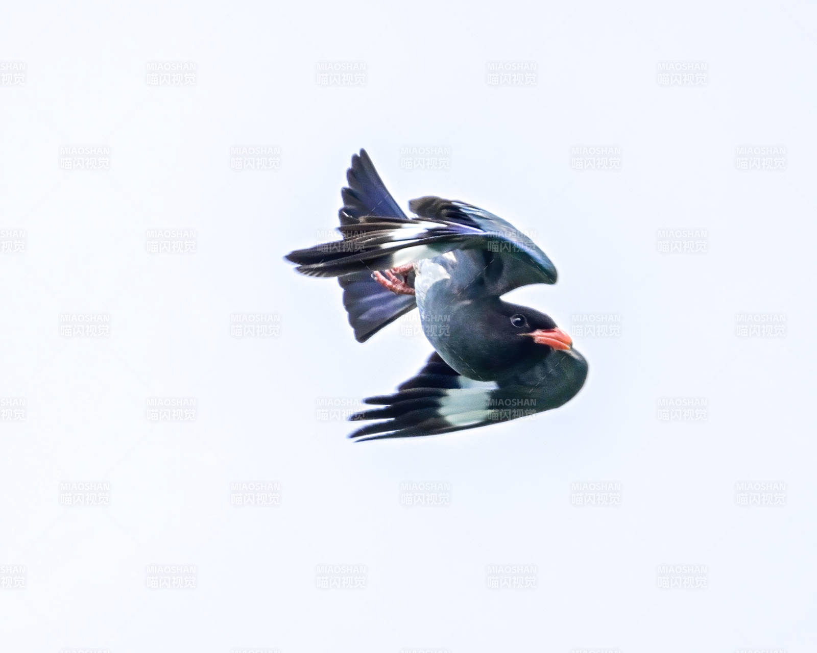 飛翔的黑頭鳥