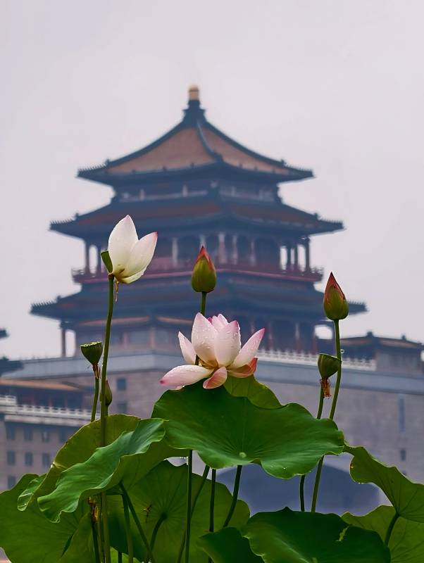 莲花映衬古塔景致