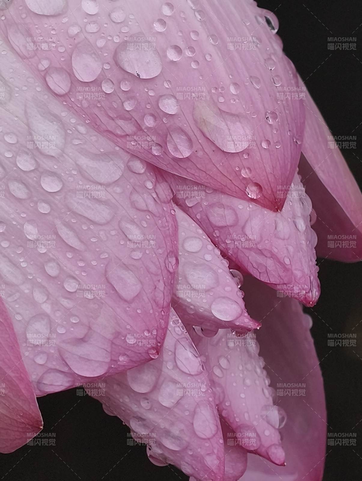 雨后粉蓮 晶瑩剔透