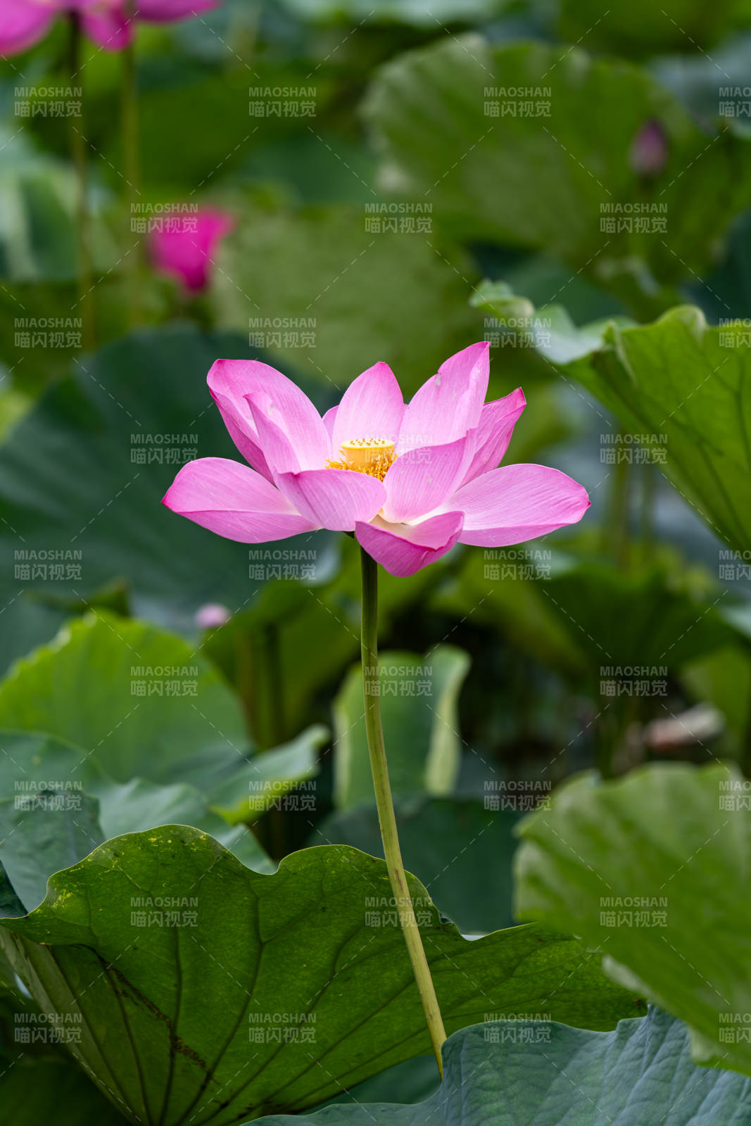 粉蓮綻放 綠葉相襯