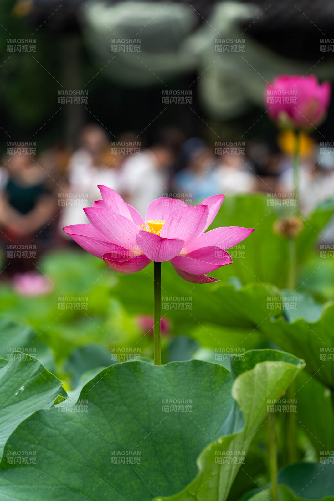 池塘中的粉色蓮花盛開