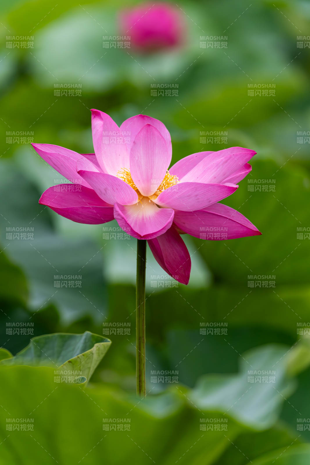 粉紅蓮花靜謐綻放