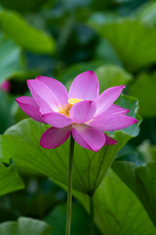 粉紅蓮花綻放綠葉間