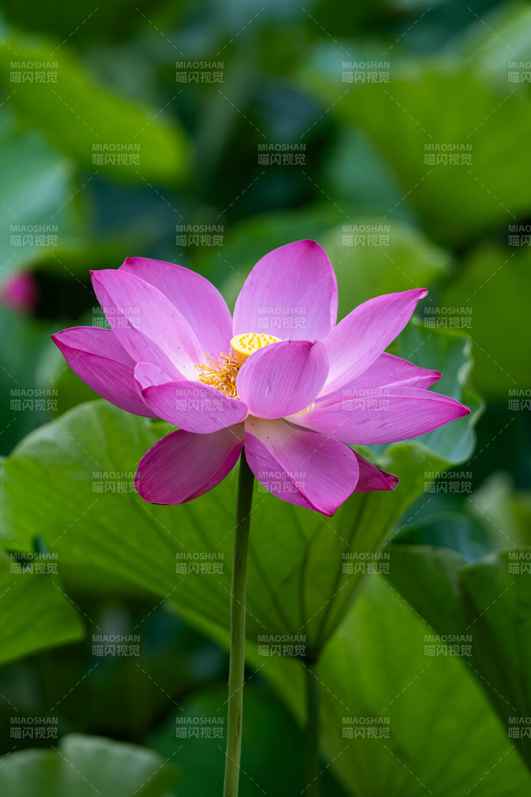 粉紅蓮花綻放綠葉間