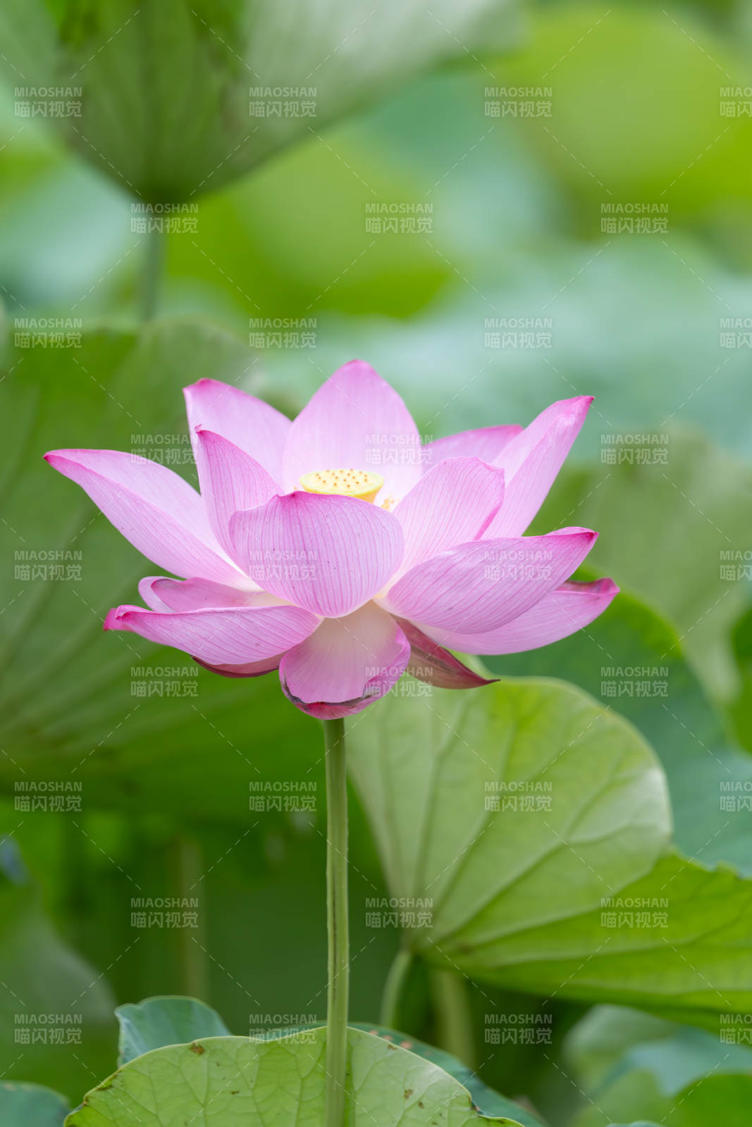 粉嫩蓮花映綠葉