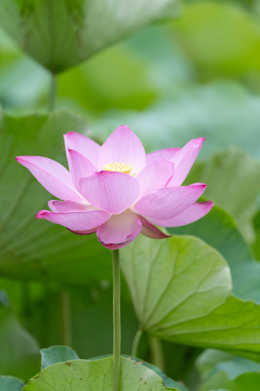 粉嫩蓮花映綠葉