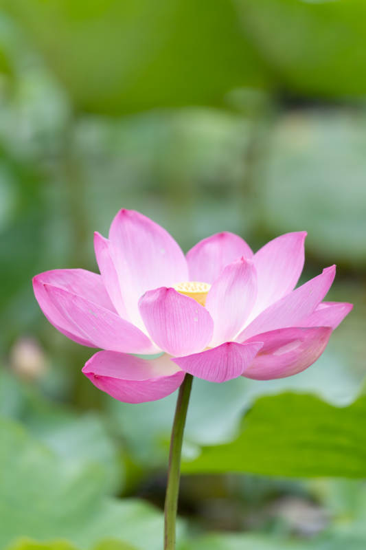 粉色蓮花靜謐綻放