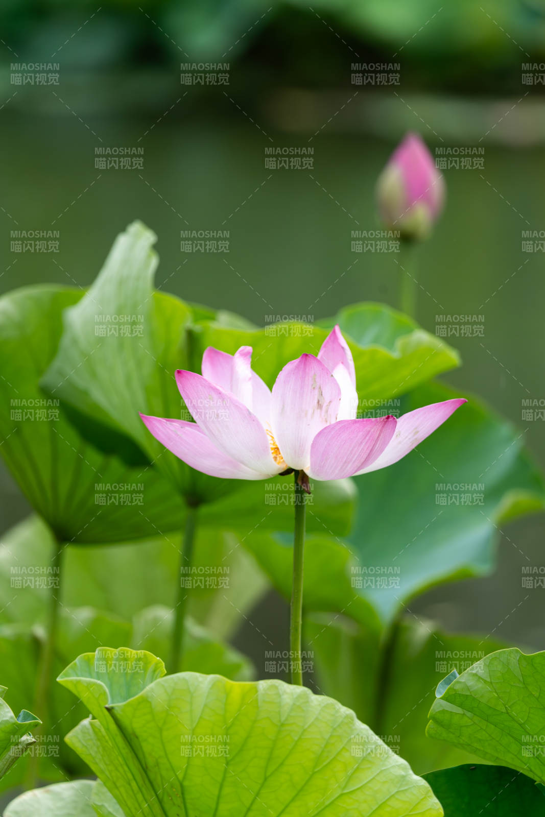 池塘中的蓮花盛開