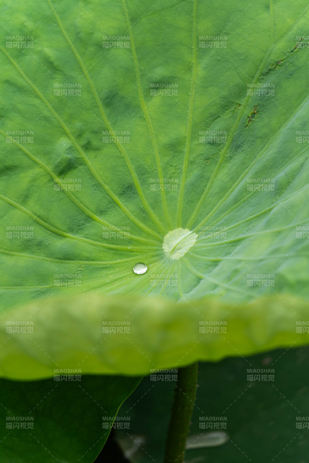 荷葉上的水珠