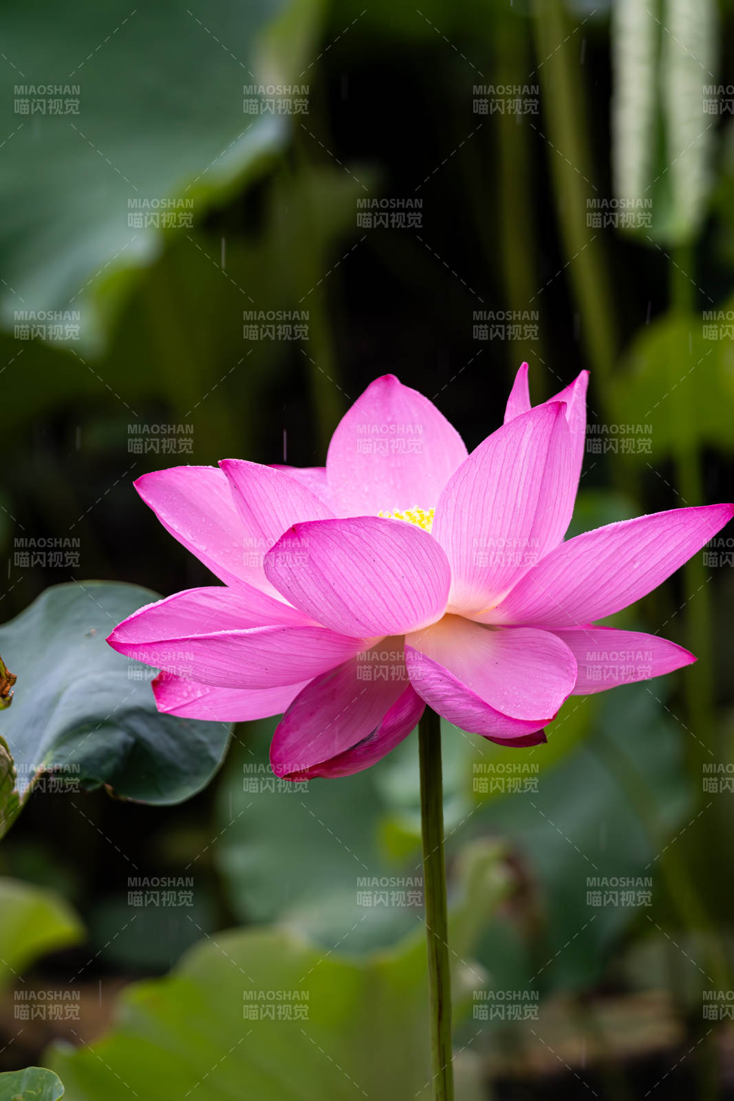雨中綻放的粉色蓮花