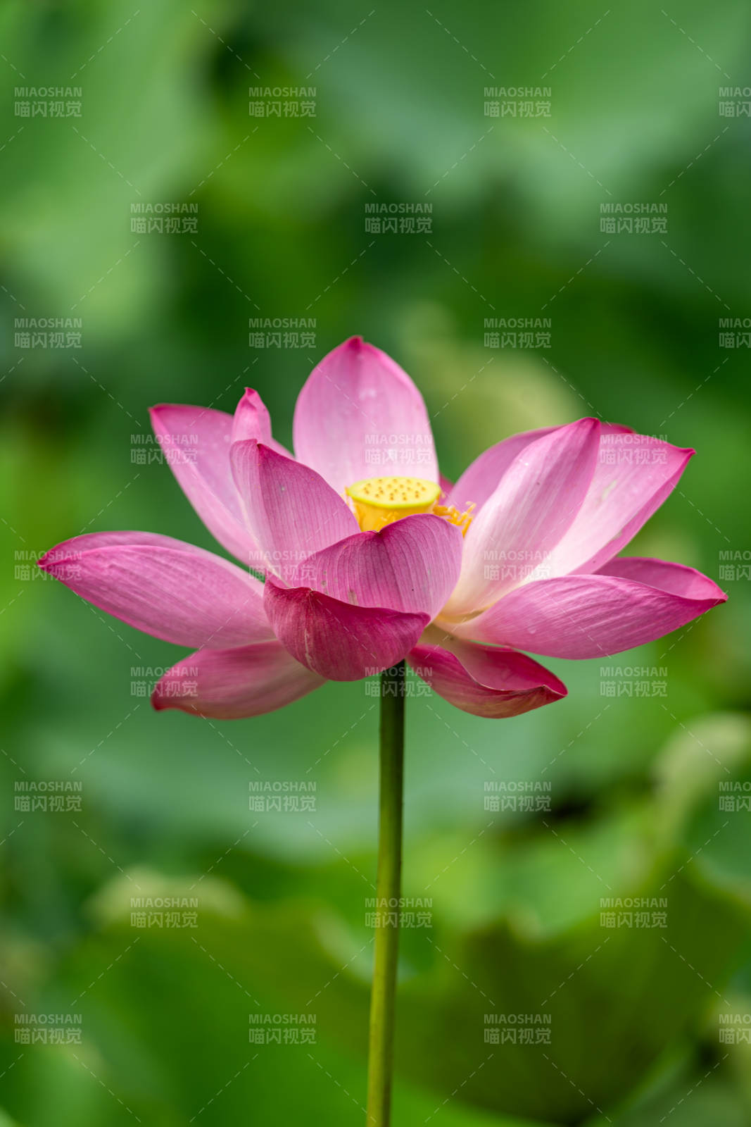 粉紅蓮花靜謐綻放