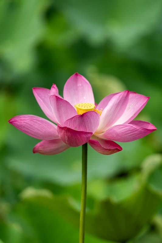 粉紅蓮花靜謐綻放