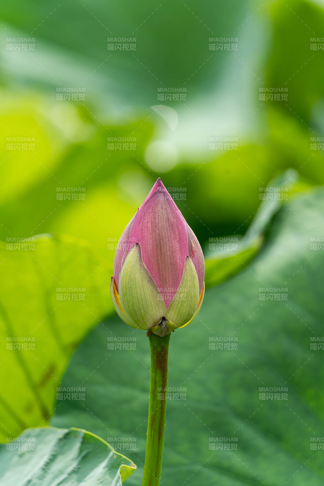 含苞待放的蓮花蕾