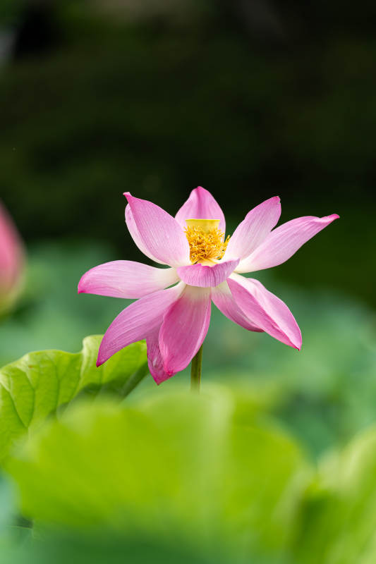 粉色蓮花靜謐綻放
