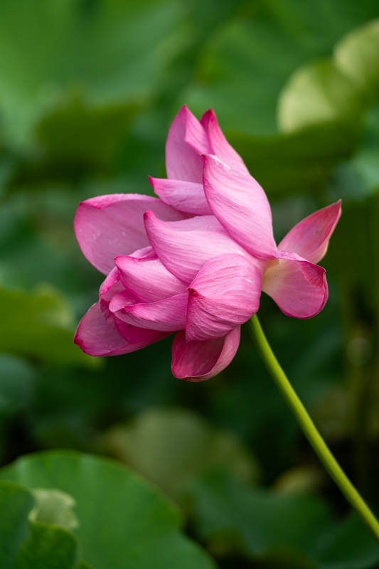 粉色蓮花綻放于綠葉間
