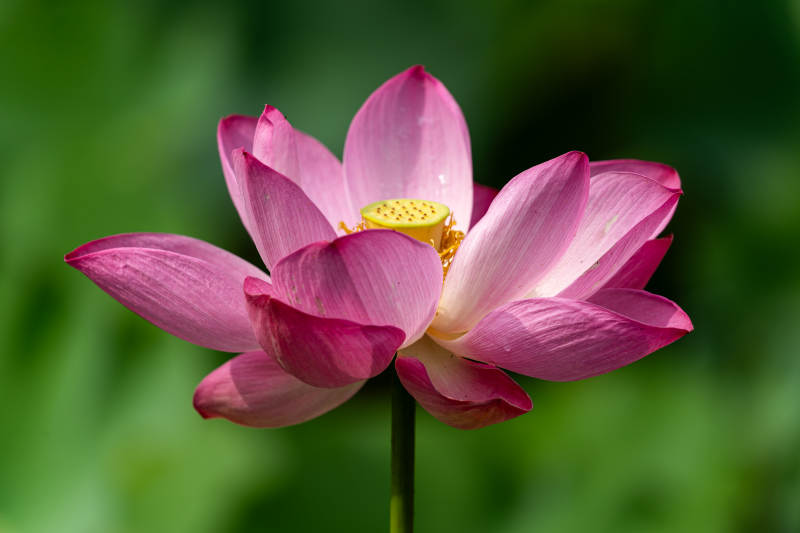 粉色蓮花綻放之美