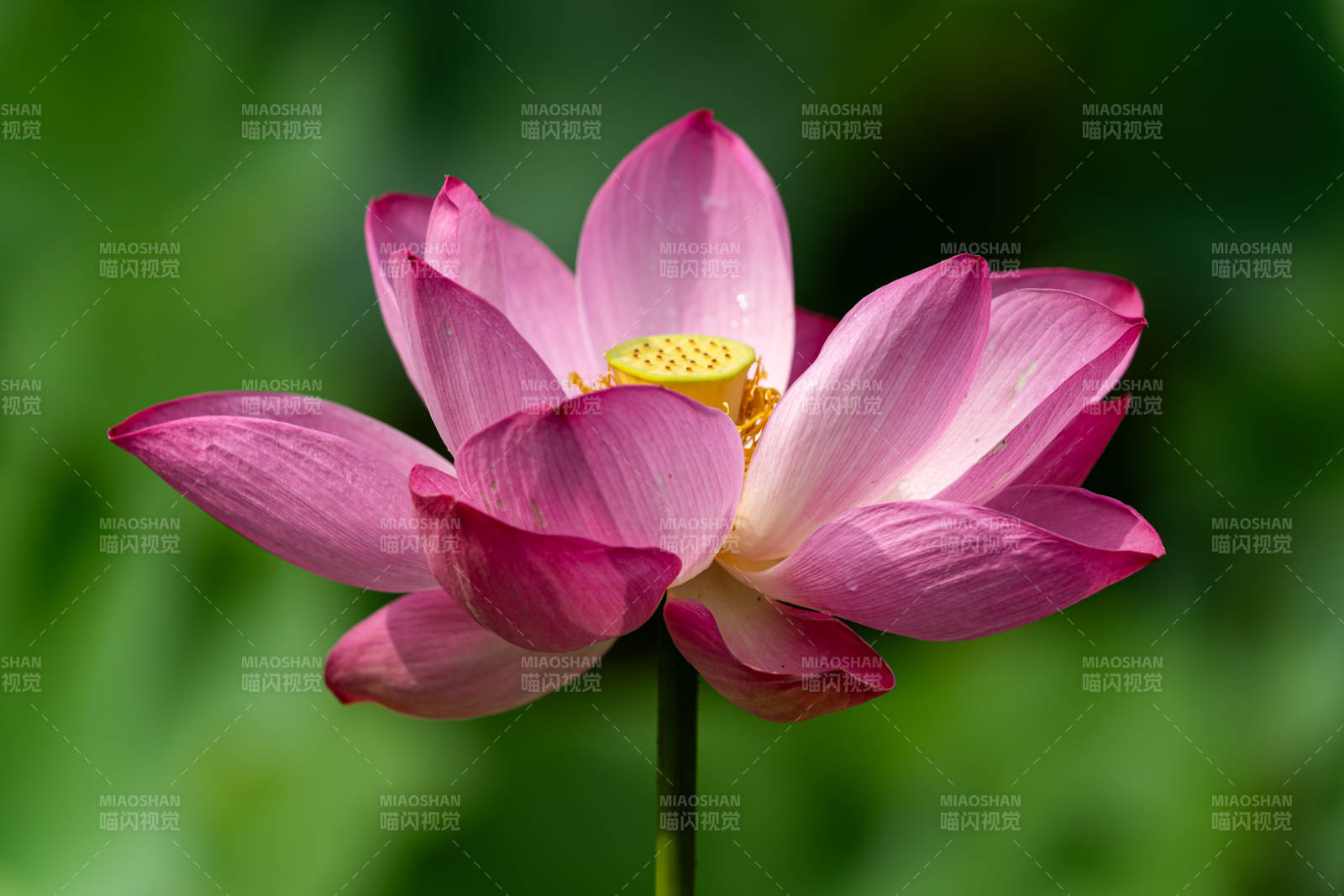 粉色蓮花綻放之美
