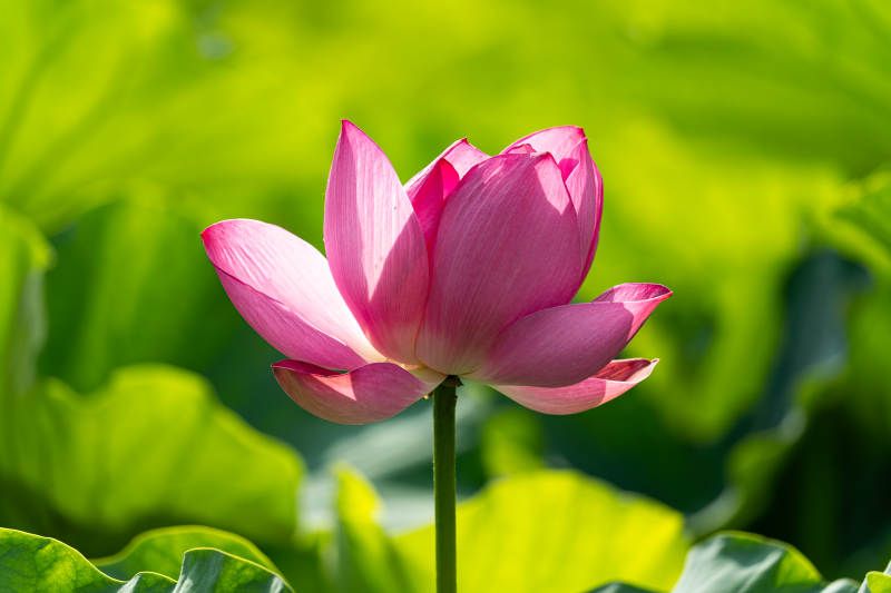 粉嫩蓮花映綠葉